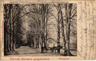 1906 Hársfalva-gyógyfürdő (Szolyva), Nelipino, Nelipyno; Hársfa liget / linden tree promenade (EK)