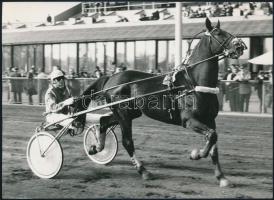 Az osztrák pályarekorder Haroun ló budapesti bokszának táblája + 1 db róla készült fotó, 13×18 és 10...