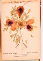 cca 1900 Blumen aus dem heiligen Lande, Jerusalem, szárított virágok leírásokkal, kötéstáblából kijá...