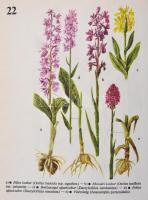 Dr. Csapody István-Dr. Csapody Vera-Dr. Jávorka Sándor: Erdő-mező növényei. Bp., 1980, Nautra. Kiadó...