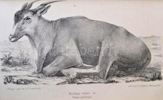 1860-1865 Der Zoologische Garten. Organ der Zoologischen Gesellschaft in Frankfurt a. M. Kiadta Dr. ...