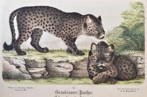 1860-1865 Der Zoologische Garten. Organ der Zoologischen Gesellschaft in Frankfurt a. M. Kiadta Dr. ...