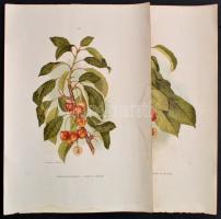 cca 1900 Várkonyi- és Glocker-cseresznye, 2 db litho nyomat, Athenaeum, 53×38 cm