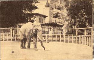 Budapest XIV. Székesfővárosi Állatkert, Sziám óriás elefánt őfelsége a király ajándéka. Jelfy gy. felvétele (EK)