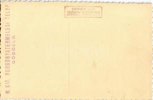 Gödöllő, M. kir. burgonyatermelési telep. Krummer Géza photo