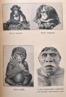 Lambrecht Kálmán: Az ősember. Ősvilágok élete. A 8.,19-23. fejezetek szerzője Kormos Tivadar. Budape...