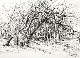 Vörösmarty Magda (1933-): Erdőrészlet. Tus, papír, jelzett (szárazpecsét), katalógussal, 23×31 cm