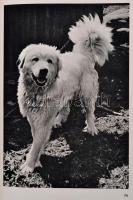 Kazimierz Saysse-Tobiczyk: Pod Wierchami Tatr. Warszawa, 1956, Nasza Księgarnia. Fekete-fehér fotókk...