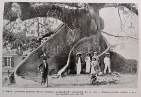 Raoul H. Francé: A növények élete. Fordította: Lambrecht Kálmán. Bp.,1945, Dante. Kiadói félvászon k...