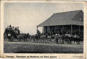 1900 Transvaal, Eilpostwagen mit Maulthieren und Zebras bespannt / Express mail carriage with mules and zebras (EK)