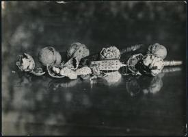 cca 1935 Unghváry Iván: Diótörő, aláírt vintage csendélet kompozíció, 18x24 cm / cca 1935 Iván Unghv...