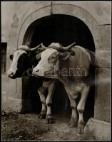 Két tehén a kapualjban, fotó, hátulján feliratozva, 22,5×29 cm