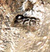 Ezüst(Ag) apró strasszokkal kirakott epres medál és fülbevalópár, jelzett, bruttó: 5,5 g