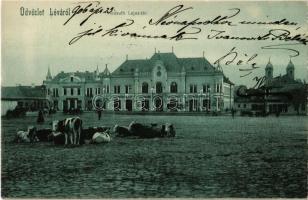 1906 Léva, Levice; Kossuth Lajos tér, tehenek / square with cattle