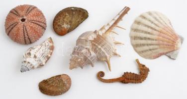 6 db különféle kagyló, valamint 1 db csikóhal, h: 3 cm és 8 cm közötti méretben