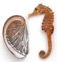 6 db különféle kagyló, valamint 1 db csikóhal, h: 3 cm és 8 cm közötti méretben