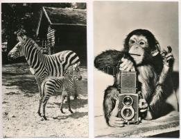 Budapest XIV. Zoo, Székesfővárosi állat és növénykert - 12 db vegyes képeslap / 12 mixed postcards