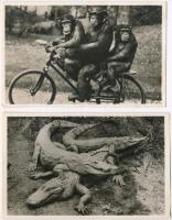 Budapest XIV. Zoo, Székesfővárosi állat és növénykert - 12 db vegyes képeslap / 12 mixed postcards