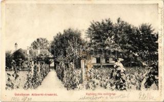 1906 Albertirsa, Radványi-féle szőlőtelep (EK)