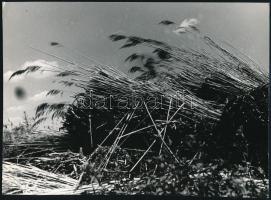 1972 Velencei-tó, Kalocsai Rudolf (?-?) budapesti fotóriporter és fotóművész hagyatékából 3 db vinta...