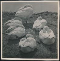 cca 1935 Kinszki Imre (1901-1945) budapesti fotóművész pecséttel jelzett és aláírt vintage fotója (Resting geese), 12,7x13 cm