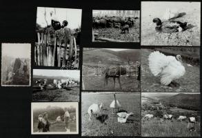 1943-1979 (Házi)állatokról készült fotók, tehenek, kacsák, libák, stb., 10 db fotó, 8,5×6 és 12×9 cm közötti méretekbn