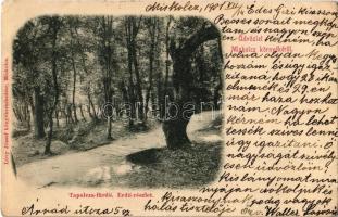 1901 Miskolc, Tapolca fürdő (Miskolctapolca, Görömbölytapolca), erdő. Kiadja Lövy József (EK)