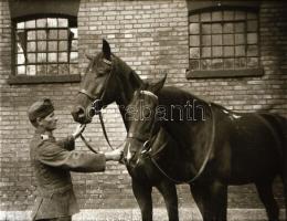 Katonai csoportképek és katonák lovakkal, 6 db fotónegatív, 4,5×6 és 8,5×11,5 cm közötti méretekben