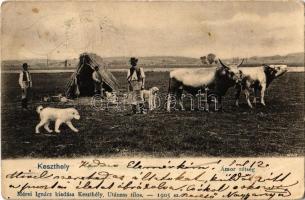 1906 Keszthely, Ámor rétség, szarvasmarhák, kutyák. Kiadja Mérei Ignác (EK)