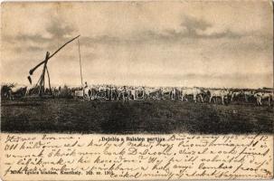 1905 Keszthely, delelés a Balaton partján, gulya, gémeskút. Kiadja Mérei Ignác 149. sz. (EK)