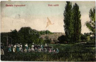 1911 Nyíracsád, Viola szőlő (fl)