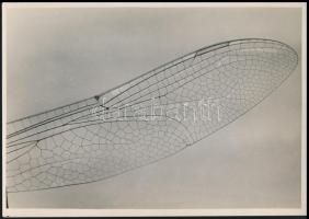 cca 1934 Kinszki Imre (1901-1945) budapesti fotóművész pecséttel jelzett vintage alkotása, a szerző által feliratozva (Szitakötő szárnya), 11,8x16,7 cm