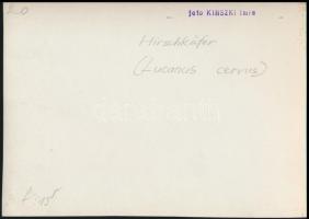 cca 1933 Kinszki Imre (1901-1945) budapesti fotóművész pecséttel jelzett vintage alkotása, a szerző ...