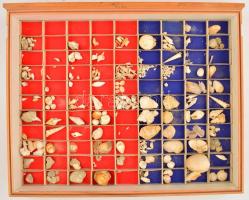 Neogén fosszília gyűjtemény, főleg puhatestűek, kb. 80 db, vitrinbe rendezve