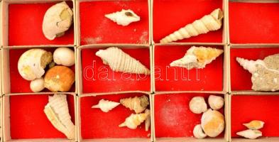 Neogén fosszília gyűjtemény, főleg puhatestűek, kb. 80 db, vitrinbe rendezve