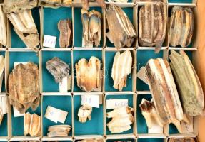 Vegyes fog és agyar gyűjtemény, kb. 100 db, vitrinbe rendezve