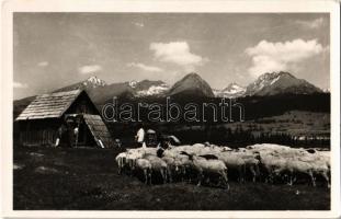1946 Tátra, Tatry; Csorba, juhnyáj / Strba, flock of sheep