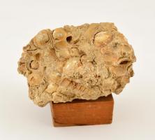 Neogén kagylók,csigák fosszília, fa talapzaton, m:10 cm