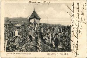 1905 Badacsony, A szőlőt védő munka, permetezés a szőlőhegyen. Balaton Vidéke + "Bezdéd Szabolcs VM. Postai Ügyn." (EB)