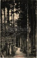 1915 Feketehegy-fürdő, Cernohorské kúpele (Merény, Nálepkovo); erdő. Korbasz Vilma kiadása / forest + K.u.K. Militarzensur Sitz der Kommission: Kassa (EK)