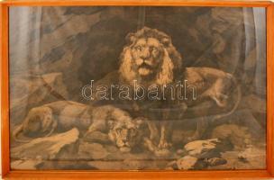 Herbert Thomas Dicksee (1862-1942): Oroszlánok. Rézkarc, papír, jelzett a karcon, körbevágva, üvegezett keretben, 50×69 cm