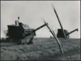 cca 1969 Gebhardt György (1910-1993) budapesti fotóművész hagyatékából 2 db vintage fénykép (Aratás)...