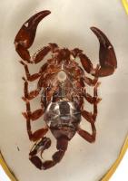 Skorpiós kulcstartó, 11×6 cm