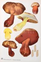 2 db gombákkal foglalkozó könyv: Albert Pilát: Mushrooms. London, é.n. Spring books, Egészvászon köt...