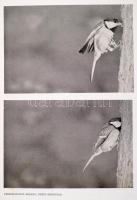 Vertse Albert: Erdő-Mező madarai. Ifj. Tildy Zoltán fényképeivel. Bp., 1956, Mezőgazdasági Kiadó. Ki...