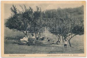 1933 Budapest XII. Zugliget, Angolkisasszonyok zárdájának rét részlete