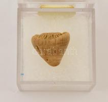 Cápafog fosszília, 2×2 cm