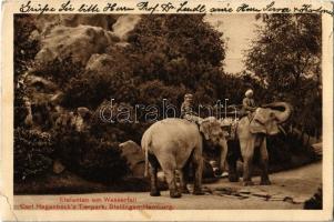 1913 Hamburg-Stellingen, Carl Hagenbecks Tierpark, Elefanten am Wasserfall / zoo, elephants and waterfall (EK)