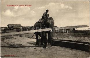 Ceylon, Elephants at wotk