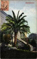 Mali Losinj, Lussinpiccolo; palm tree. TCV card